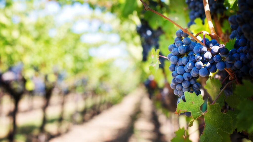 purple-grapes-553463 purple-grapes-553463